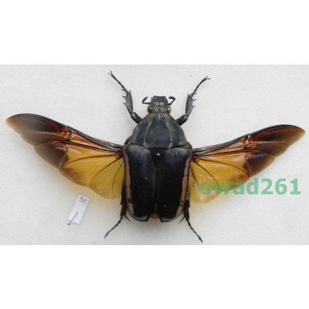 Mecynorhina ugandensis (Moser, 1907) female ex. ovo Cameroon5c